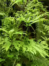 Adiantum pedatum