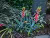 Aechmea chantinii