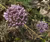 Allium rotundum
