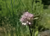 Allium strictum