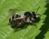 Andrena denticulata