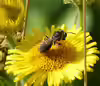 Andrena fulvago