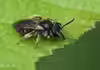 Andrena minutula