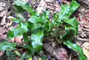 Asplenium scolopendrium