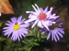 Aster dumosus
