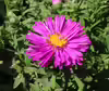 Aster novi-belgii