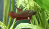 Betta rubra