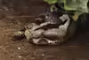 Bitis nasicornis