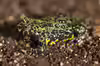 Bombina orientalis