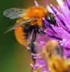 Bombus muscorum