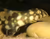Botia kubotai