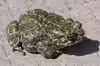 Bufo viridis