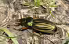 Carabus auratus