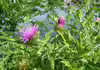 Carduus crispus