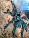 Caribena versicolor