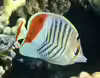 Chaetodon paucifasciatus
