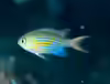 Chromis lineata