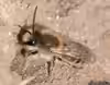 Colletes cunicularius