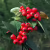 Cotoneaster integerrimus