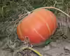 Cucurbita maxima