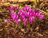 Cyclamen hederifolium