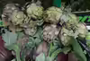Cynara scolymus
