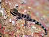 Cyrtodactylus pulchellus