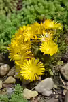 Delosperma congestum
