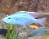 Dimidiochromis compressiceps