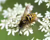 Dolichovespula saxonica
