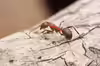 Formica sanguinea