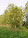 Fraxinus ornus