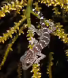 Gekko gecko