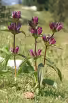 Gentiana pannonica