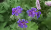 Geranium sylvaticum
