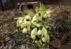 Helleborus foetidus