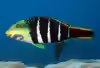 Hemigymnus fasciatus