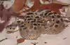 Heterodon simus