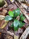 Homalomena humilis