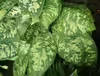 Homalomena wallisii