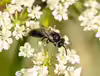 Hylaeus communis