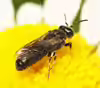 Hylaeus nigritus