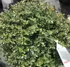 Ilex crenata