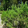 Juniperus chinensis
