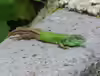Lacerta strigata