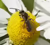 Lasioglossum calceatum