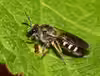 Lasioglossum sexnotatum