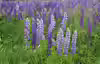 Lupinus polyphyllus