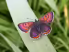 Lycaena helle