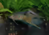 Macropodus opercularis